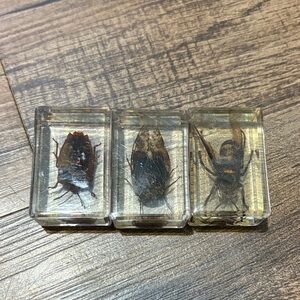 Insect Display Set with Clear Resin